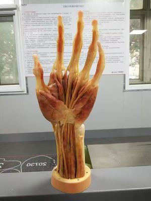 Medical 3D reconstruction and 3D printing services